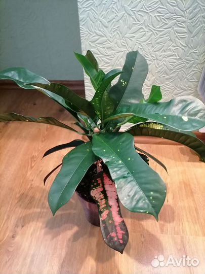 Кротон редкий сорт