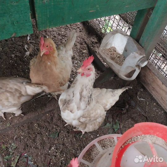 Куры несушки 13 штук