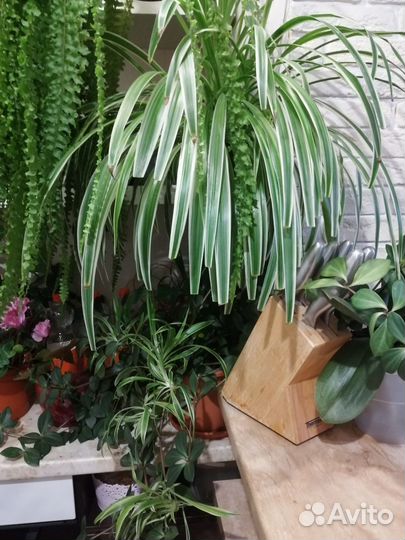 Хлорофитум