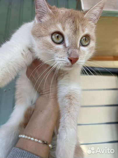 Кошка подросток