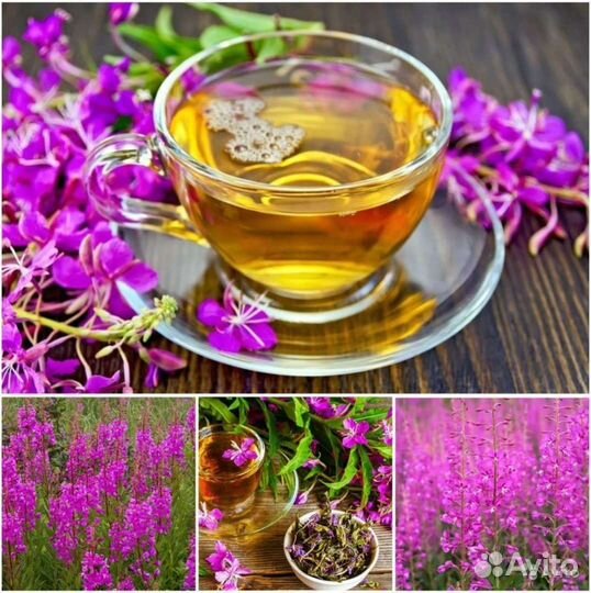 Семена Иван чая,Лемонграсса,Цефалофоры,Тимьяна