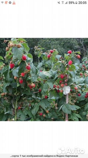 Ремонтантная малина Полька (бронь)