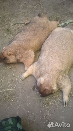 Жир сурка байбака и барсучий