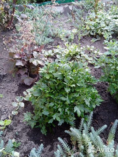 Хризантема мультифлора