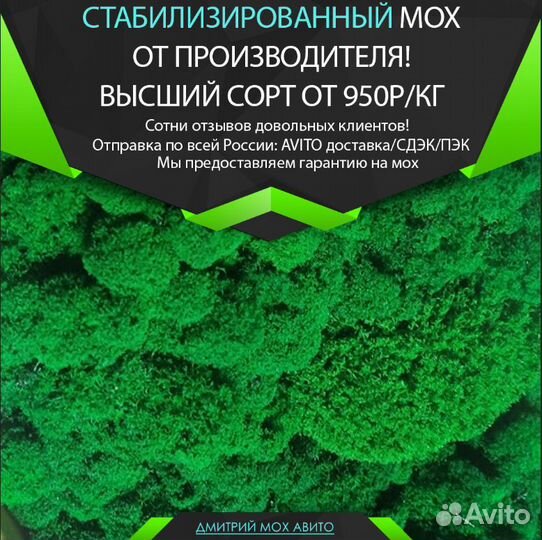 Стабилизированный мох для декора дизайн эко