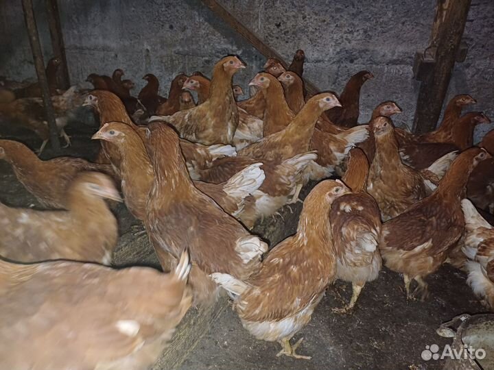 Ломан браун молодки