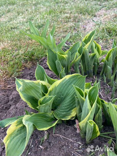 Хоста растение