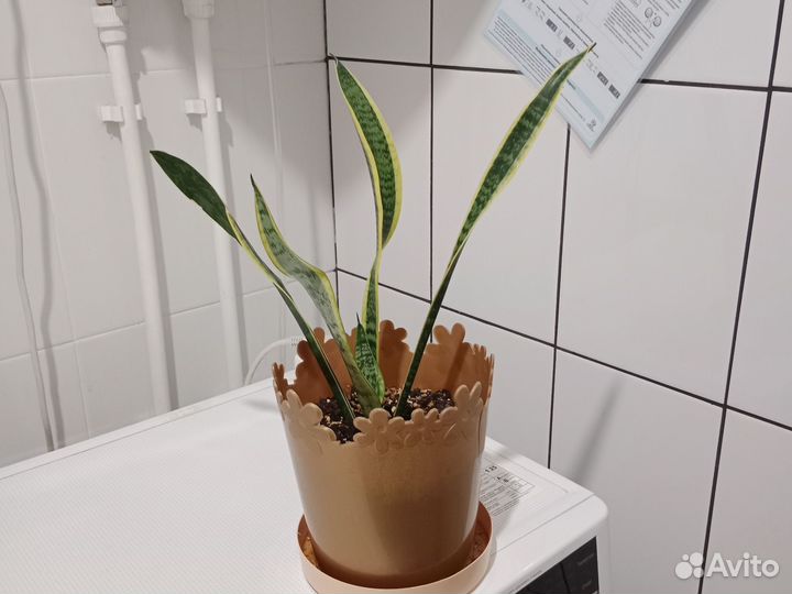 Аглаонема Мария, Монстера, Фикус, Молочай