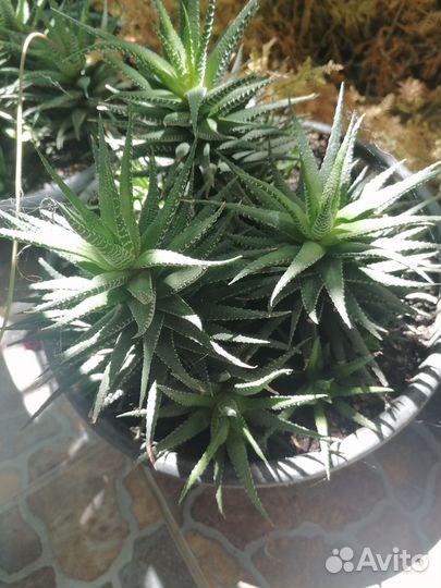 Хлорофитум, хавортия, кливия