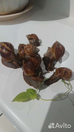 Улитки ахатины бесплатно