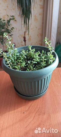 Суккуленты Седум