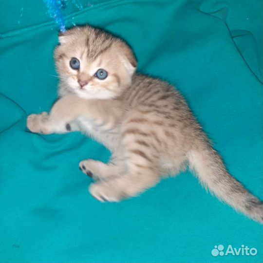 Шотландский вислоухийкотёнок