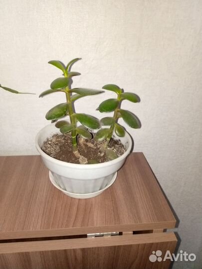 Толстянка (денежное дерево)