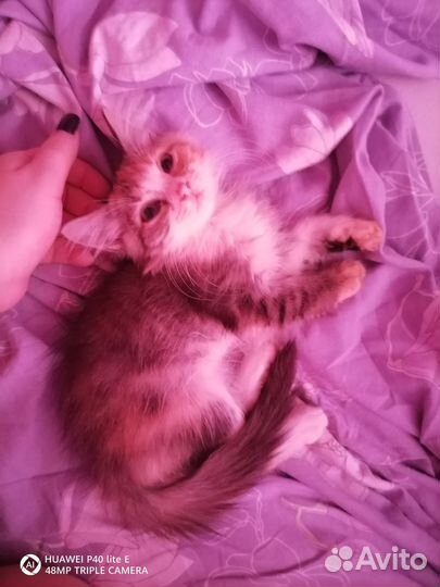 Котёнок девочка