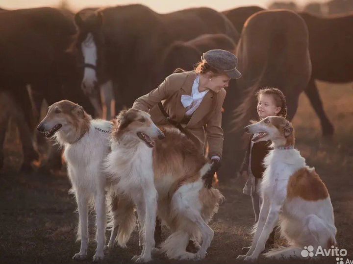 2 русские борзые для видео и фотосессий