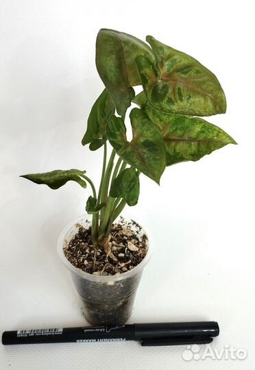 Сингониумы сортовые - 2