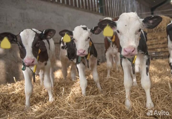 Телята Бычки мясного направления