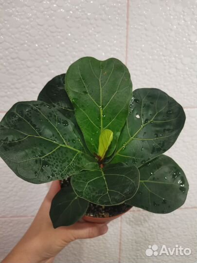 Фикус Лирата