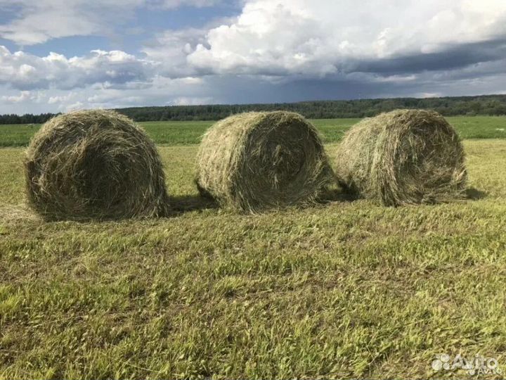 Продам сено в рулонах