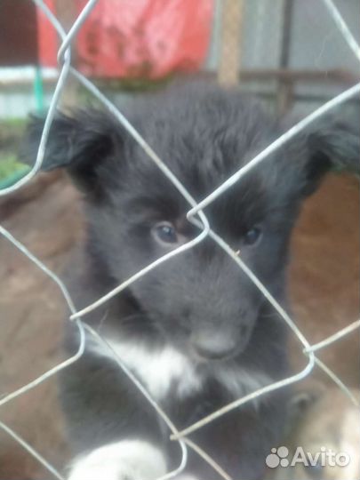 Щенок в добрые руки, кобелёк