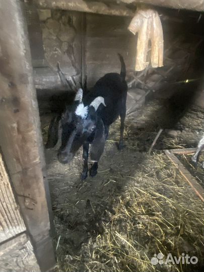 Коза нубийская