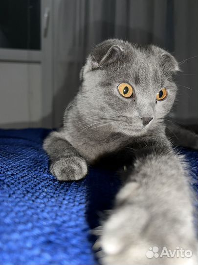 Шотландская вислоухая