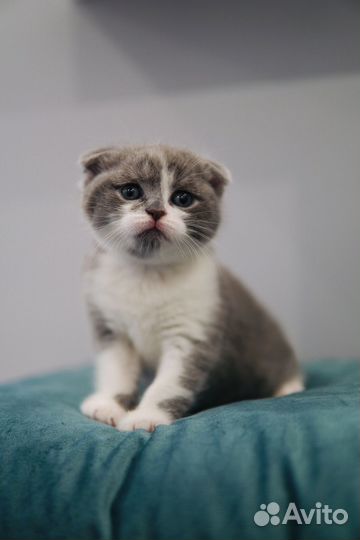 Шотландские вислоухие котята-биколор