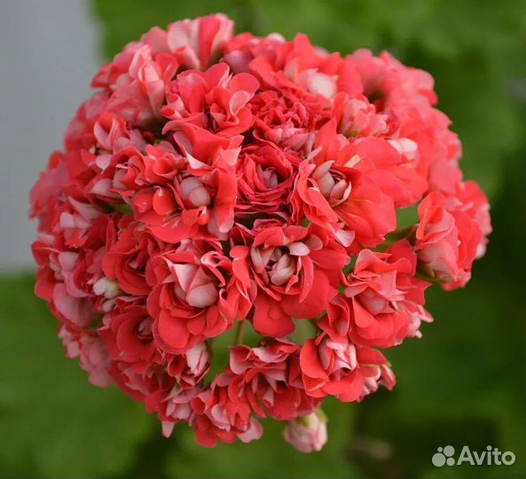 Пеларгония