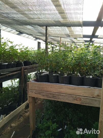 Роза Латин Леди саженцы