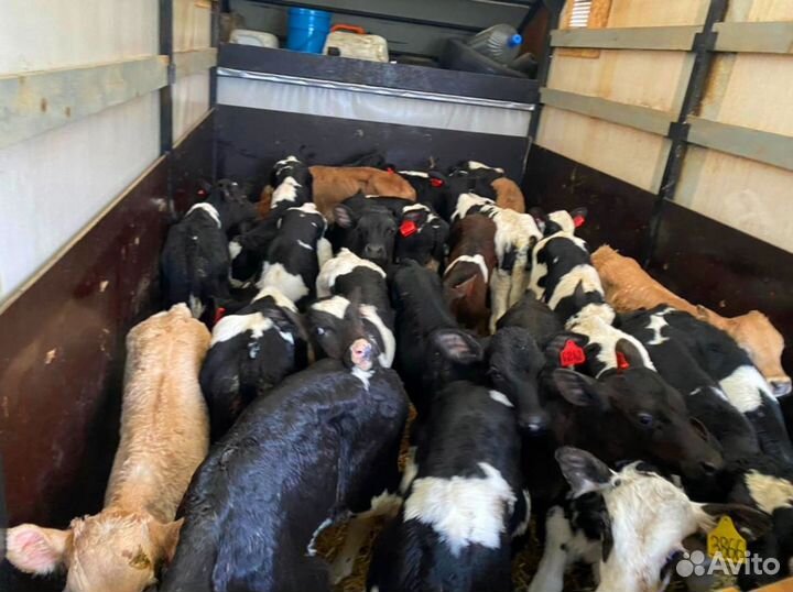 Телята бычки тёлки доставка бесплатно