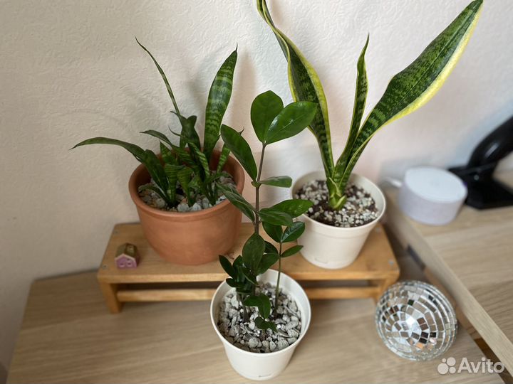 Сансевиерия щучий хвост