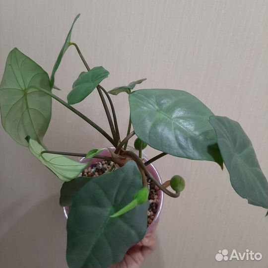 Алоказия silver perakensis