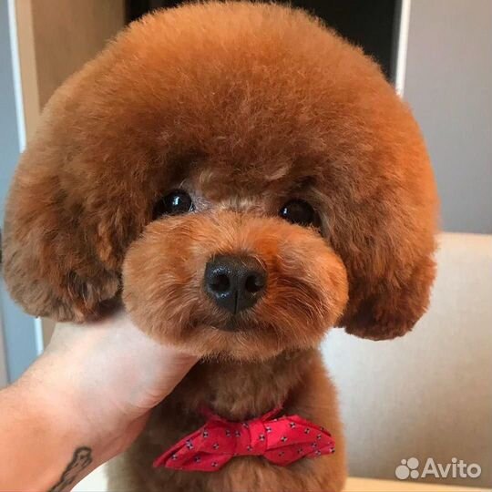 Ищем модель на стрижку