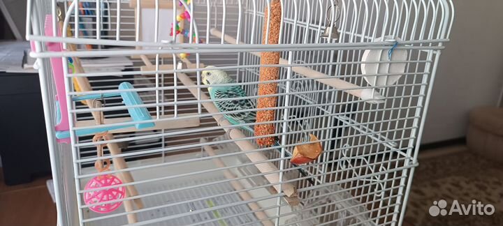 Волнистый попугай с клеткой