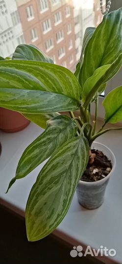 Комнатный цветок