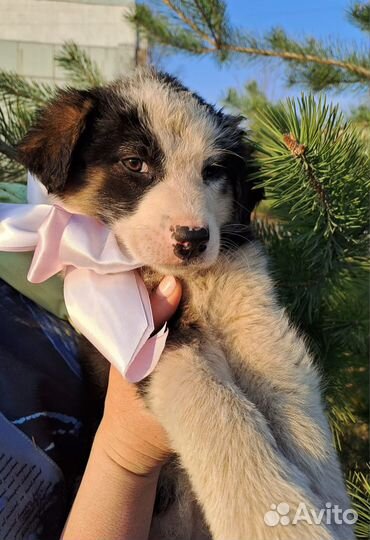 Щенок девочка в добрые руки