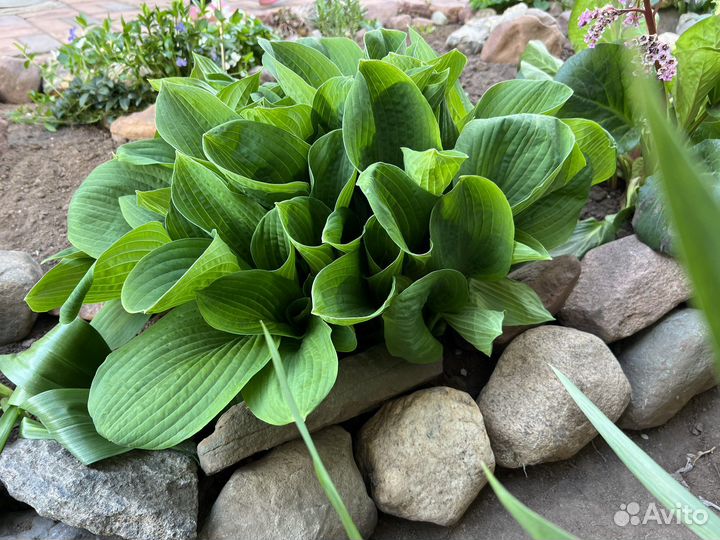 Хоста растение