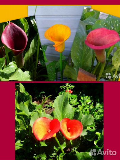 Каллы сортовые клубни луковицы