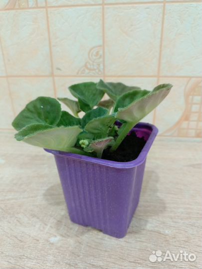 Сортовые фиалки