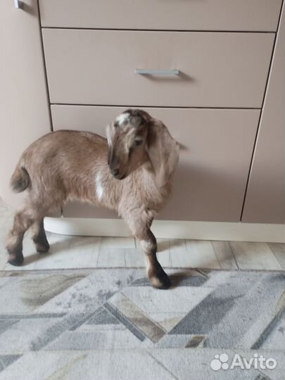 Продам козлика