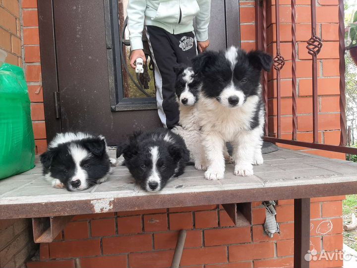 Привитые щенки с доставкой