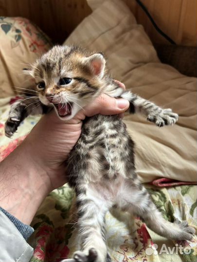 Котята в добрые руки даром