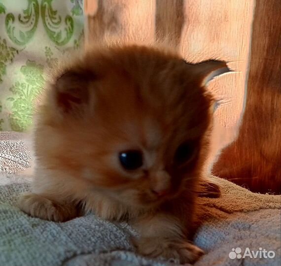 Кошки Шотландская вислоухая