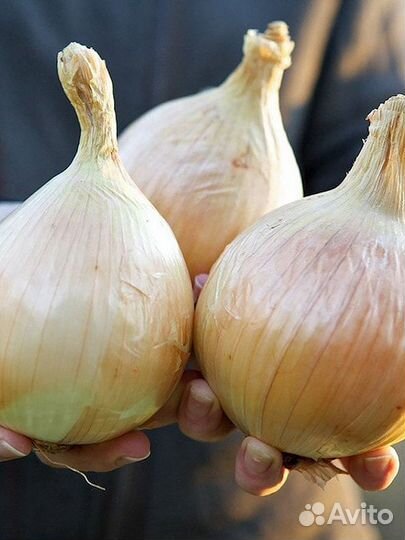 Профсемена лука Эксибишен,Ред Барон и др Голландия