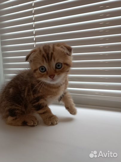 Шотландские вислоухие котята