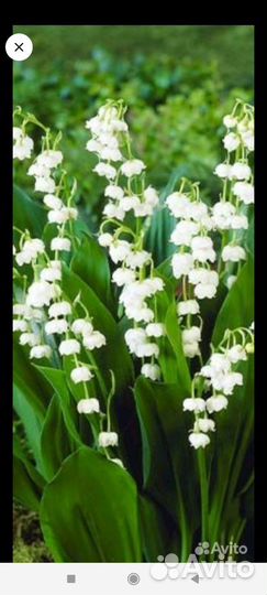 Дельфиниум золотарник-мимоза мак лилейник