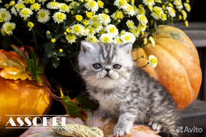 Экзотическая