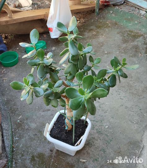 Крассула толстянка