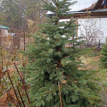 Пихта сибирская саженцы