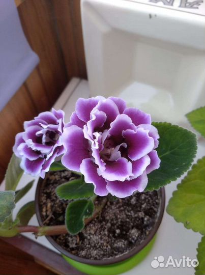 Глоксинии любимые